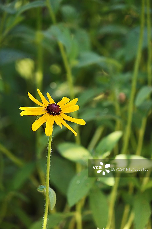 黑眼苏珊图片素材