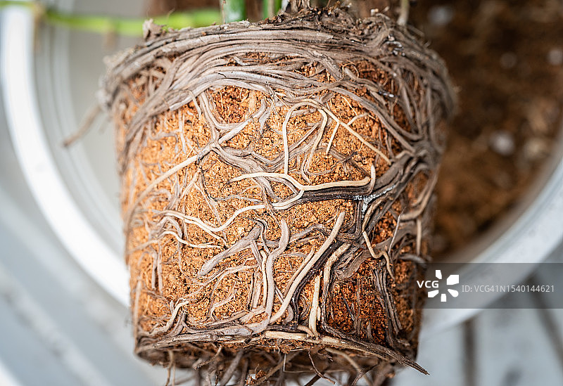 从花盆中取出后种植在土壤中的植物根系。在植物学中，根是维管植物通常位于地下的部分。图片素材