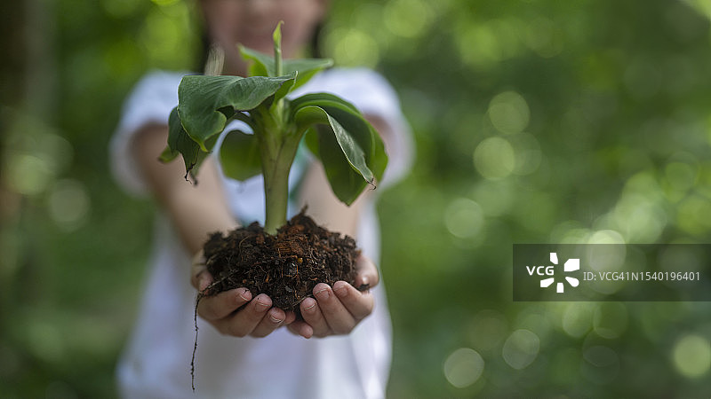 双手种植树苗图片素材