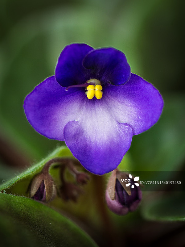 非洲紫罗兰图片素材