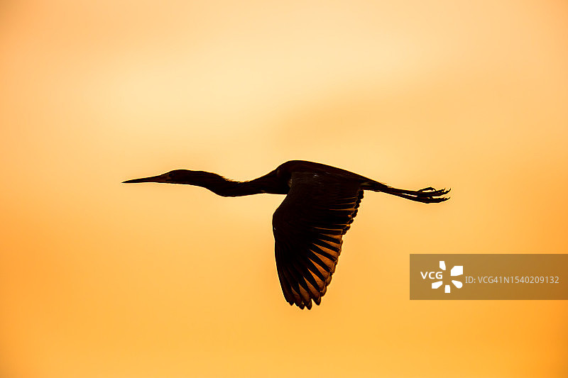 日落天空下的飞鸟轮廓图片素材