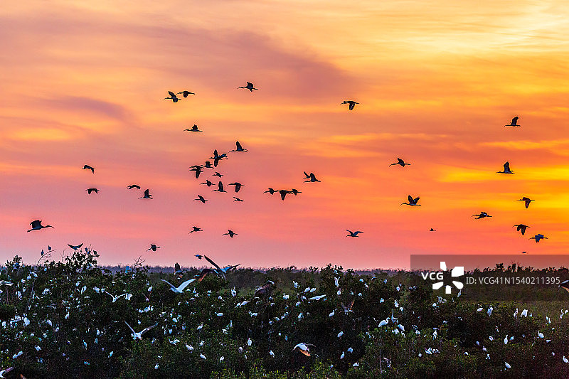 戏剧性日落前飞鸟归巢的剪影图片素材