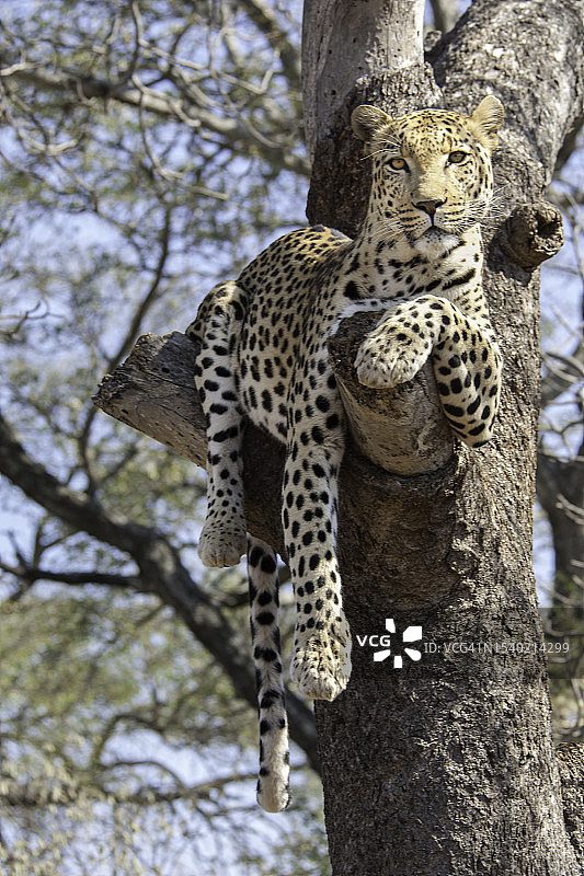 豹子慵懒地躺在树上，正面朝前图片素材