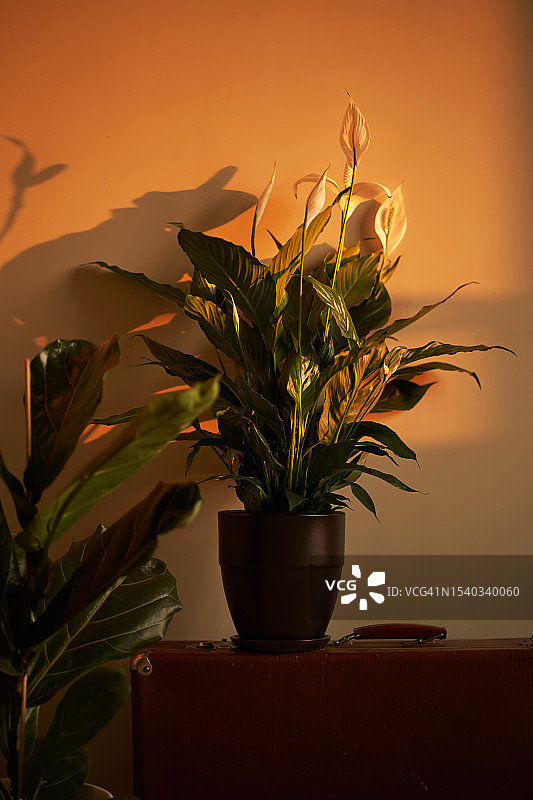 舒适日出光线下的喜荫花图片素材