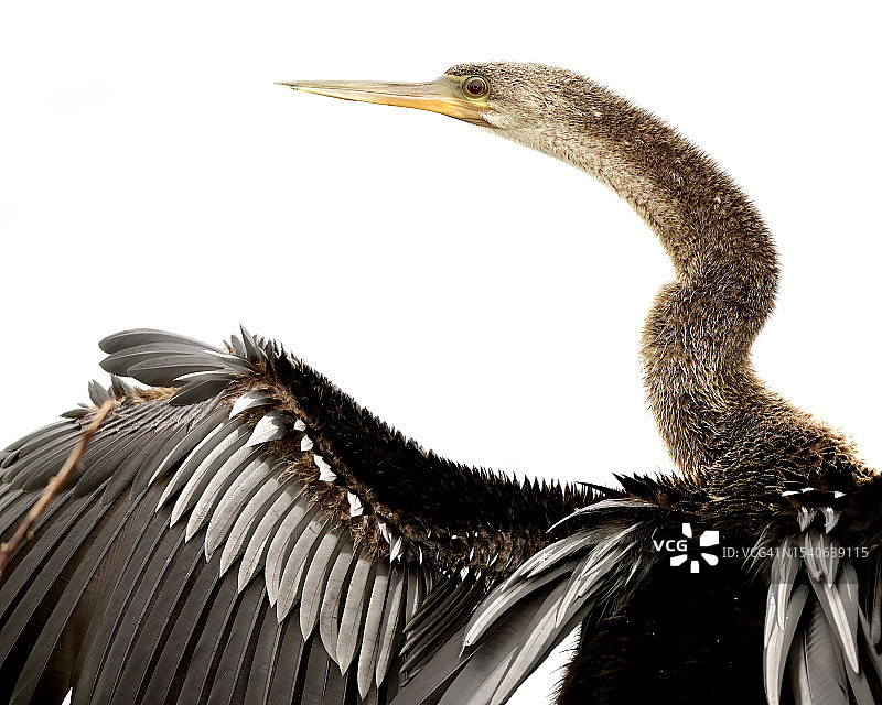 美国佛罗里达州阿波普卡白色背景下的马特写图片素材