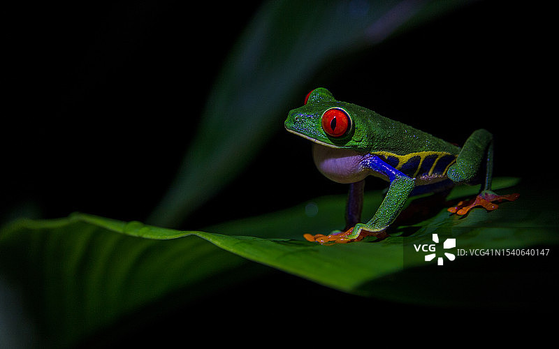 蜥蜴在植物上的特写图片素材