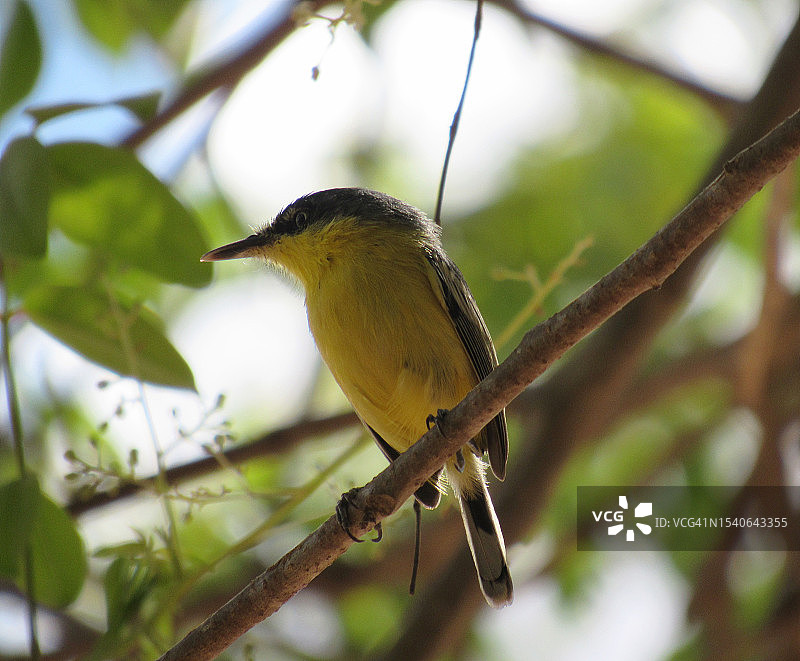 鸣禽栖息在树枝上的特写图片素材