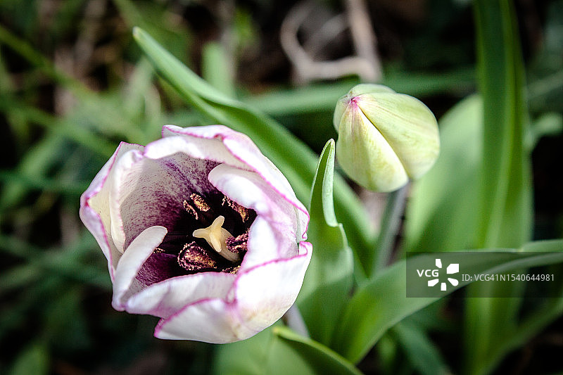 粉色玫瑰花特写，法国皮卢比耶图片素材