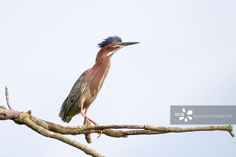 晴朗天空下，苍鹭栖息在树枝上的低角度视图图片素材