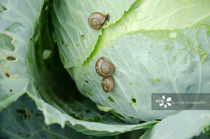 叶片上的蜗牛特写图片素材