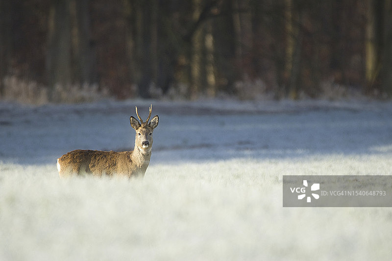 陆地上站立的狍鹿肖像图片素材