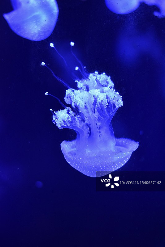 水母在海里游泳的特写图片素材