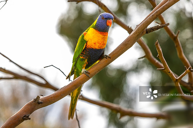 彩虹鹦鹉栖息在树枝上的特写图片素材