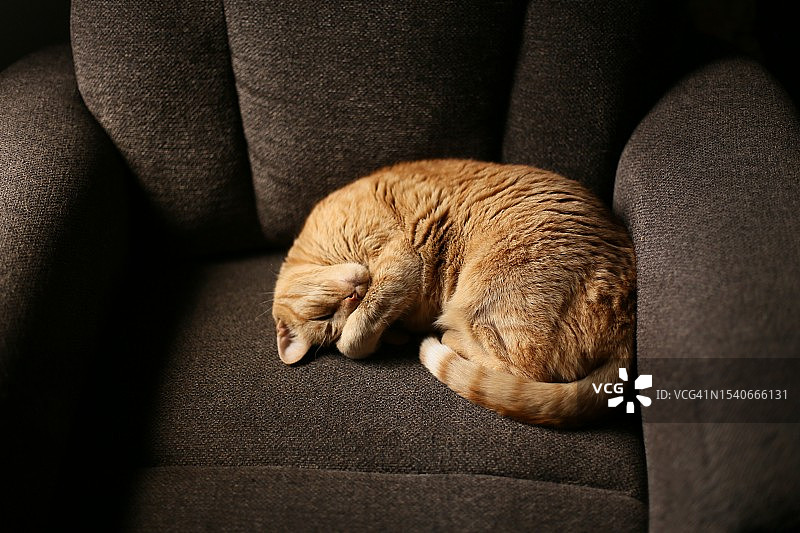 猫咪在家中沙发上睡觉特写，美国新泽西州小瀑布城图片素材