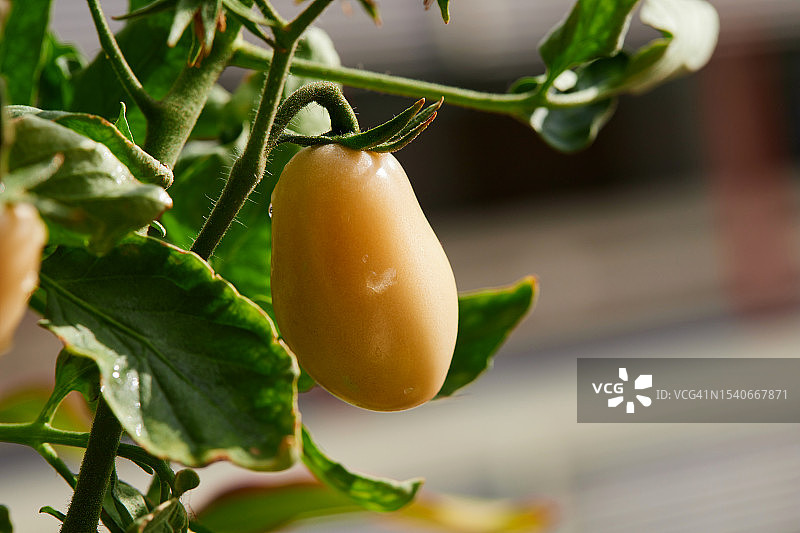 植物上生长的番茄特写图片素材