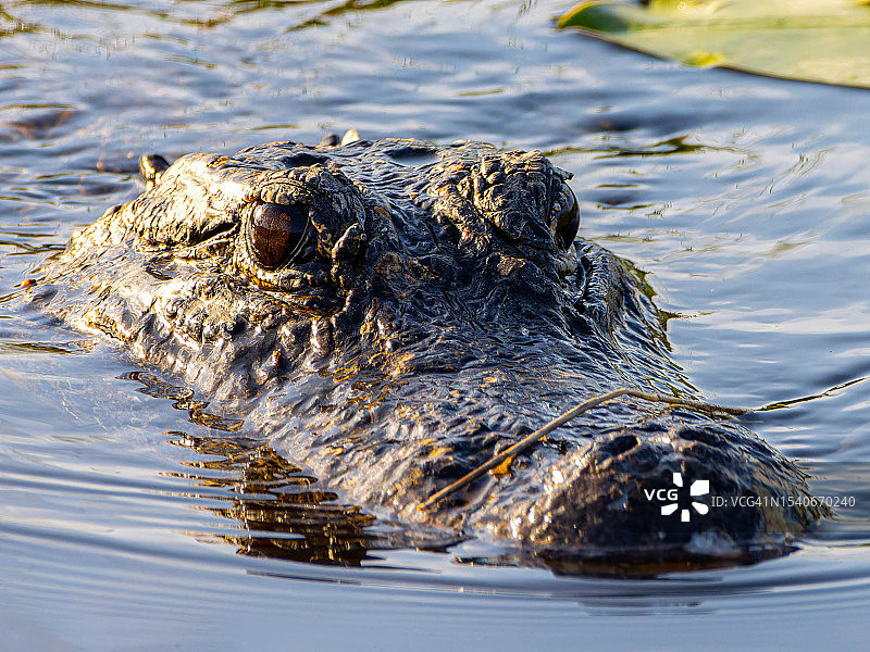 美国佛罗里达州大沼泽地城鳄鱼湖高角度景观图片素材