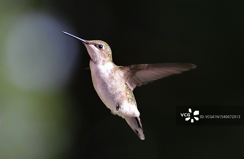 蜂鸟户外飞行特写图片素材