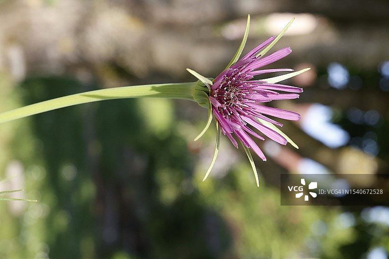 紫色蓟花特写图片素材
