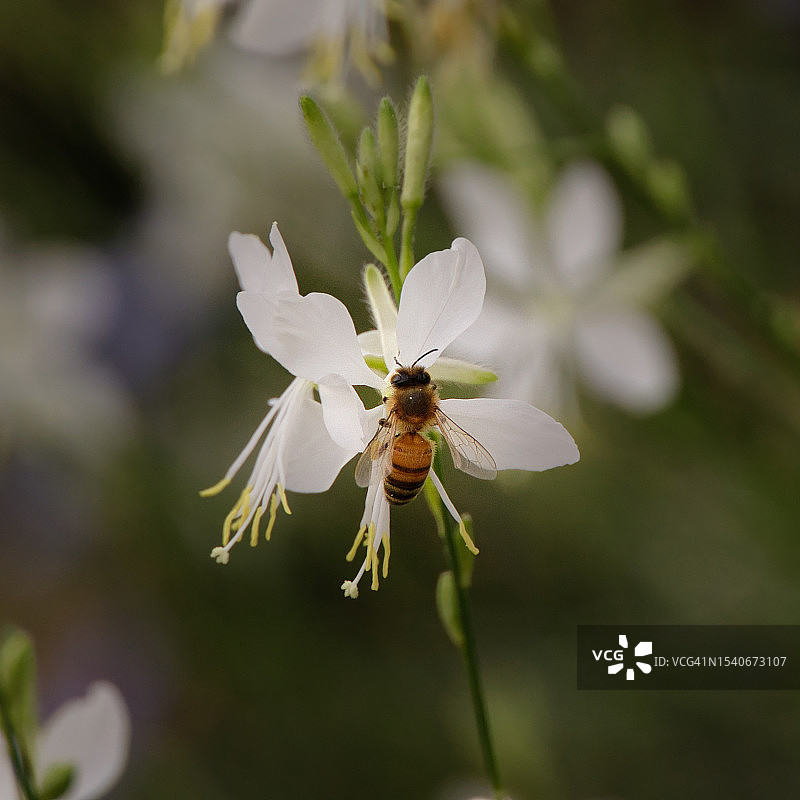 蜜蜂在花上的特写图片素材