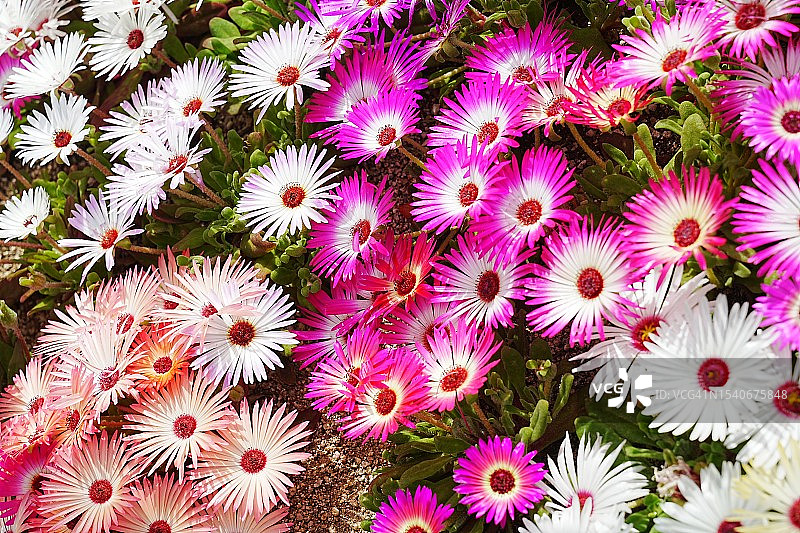 粉色开花植物的高角度视图图片素材