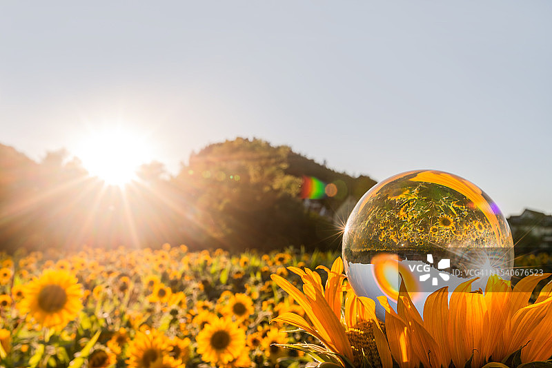 黄色植物特写，以天空为背景，尼加拉瓜图片素材