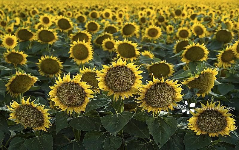 尼加拉瓜田野上的向日葵特写图片素材