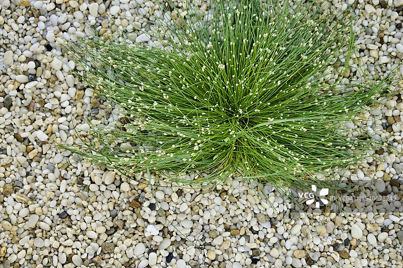 俄罗斯田野上的鹅卵石俯视图图片素材