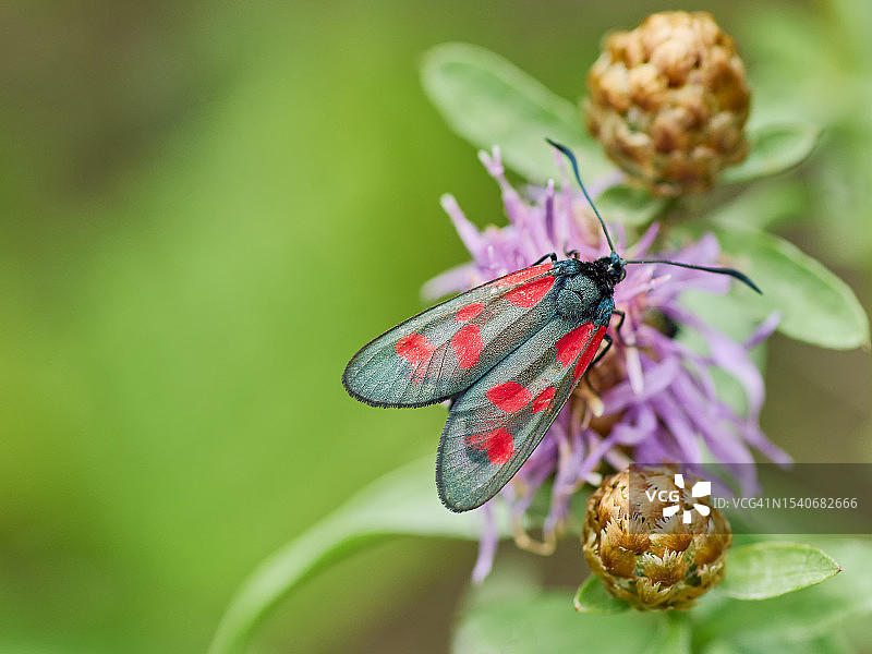 蝴蝶在花上的特写图片素材