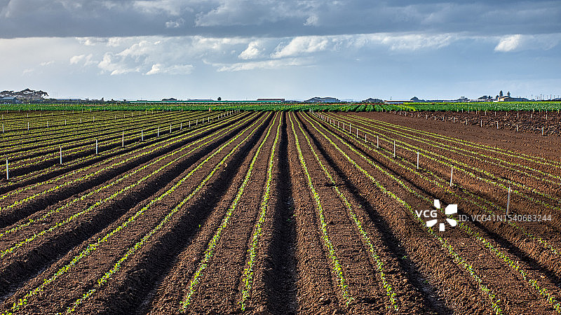 蓝天映衬下的农田美景图片素材