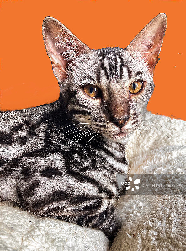 橙色背景下的猫咪特写图片素材