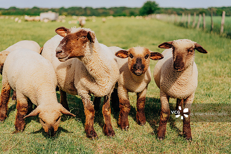阳光明媚的夏日风景中的羊群图片素材