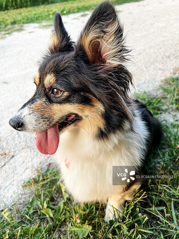 彭布罗克威尔士柯基犬户外肖像图片素材