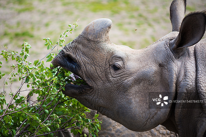 英国切斯特，白色犀牛特写图片素材