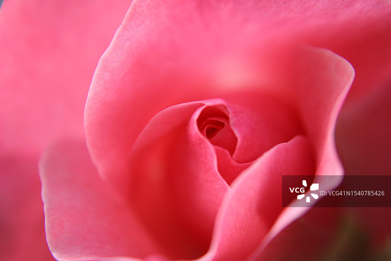 美国纽约布朗克斯区粉色玫瑰特写图片素材