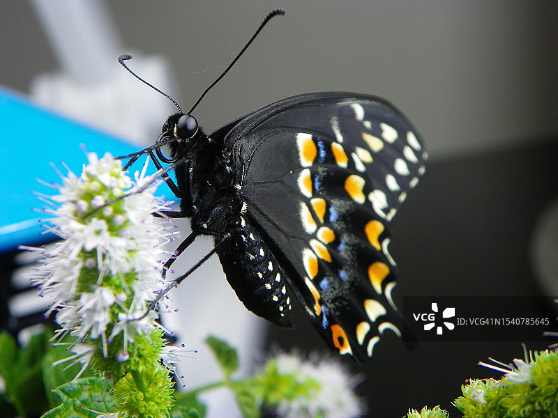 蝴蝶在美国纽约布朗克斯花朵上采蜜特写图片素材