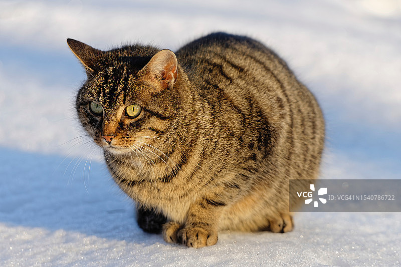 坐在雪地里的猫的特写图片素材