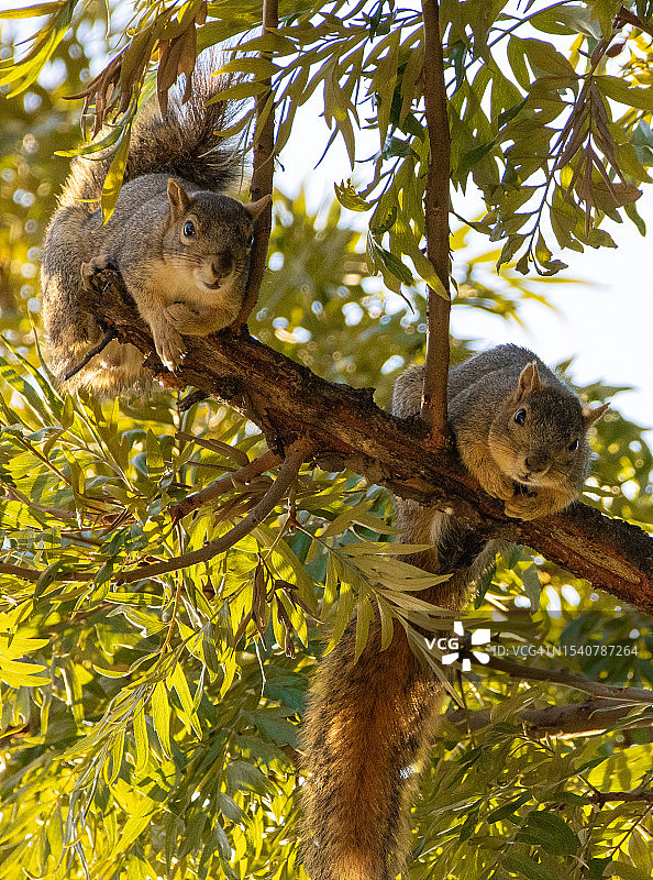 低角度视角：灰松鼠在树上，美国加利福尼亚州图片素材