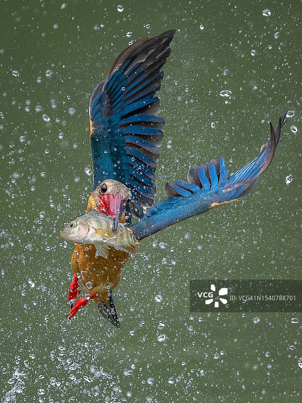 鸟瞰在新加坡湖中游泳的鸟图片素材