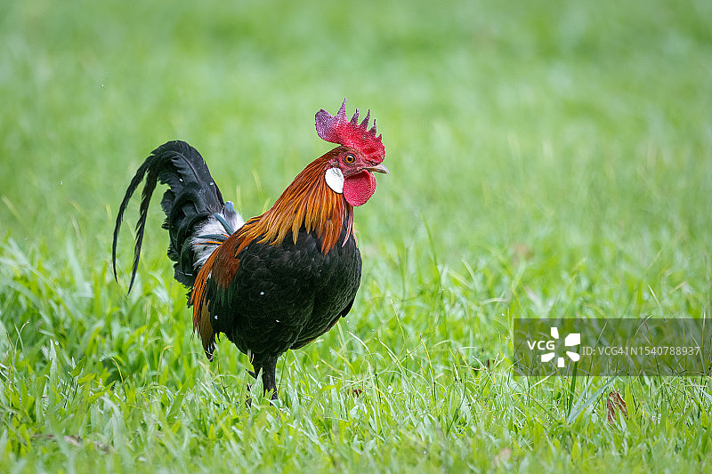 新加坡白沙公园的公鸡特写图片素材