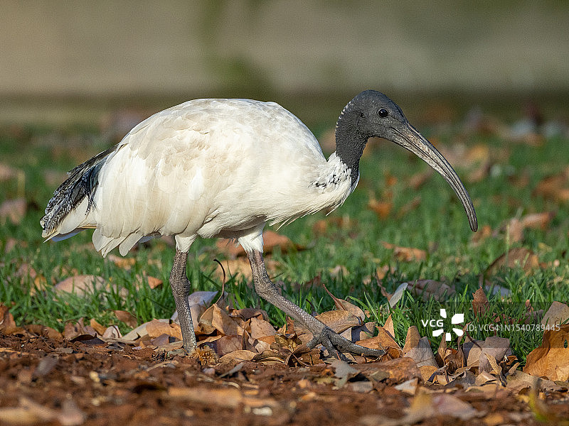 栖息在田野上的朱鹭特写图片素材