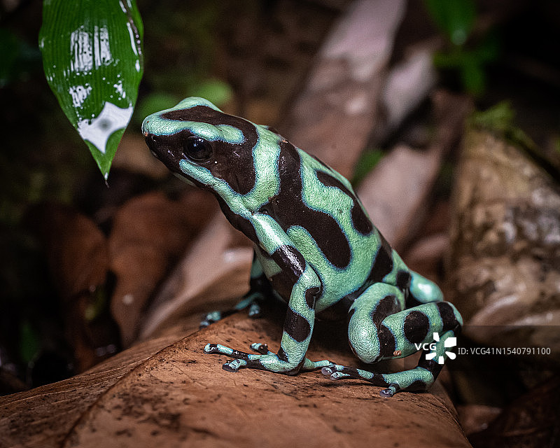哥斯达黎加埃雷迪亚植物上的蜥蜴特写图片素材