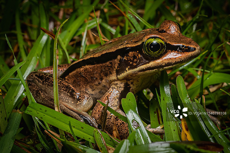 哥斯达黎加埃雷迪亚草地青蛙特写图片素材