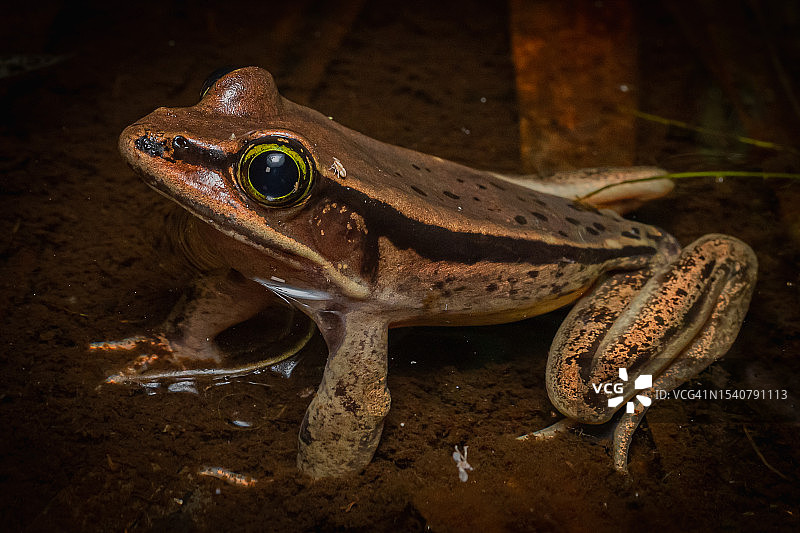 哥斯达黎加埃雷迪亚田野里的青蛙特写图片素材