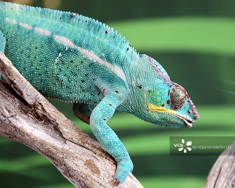 变色龙在树枝上特写，意大利图片素材