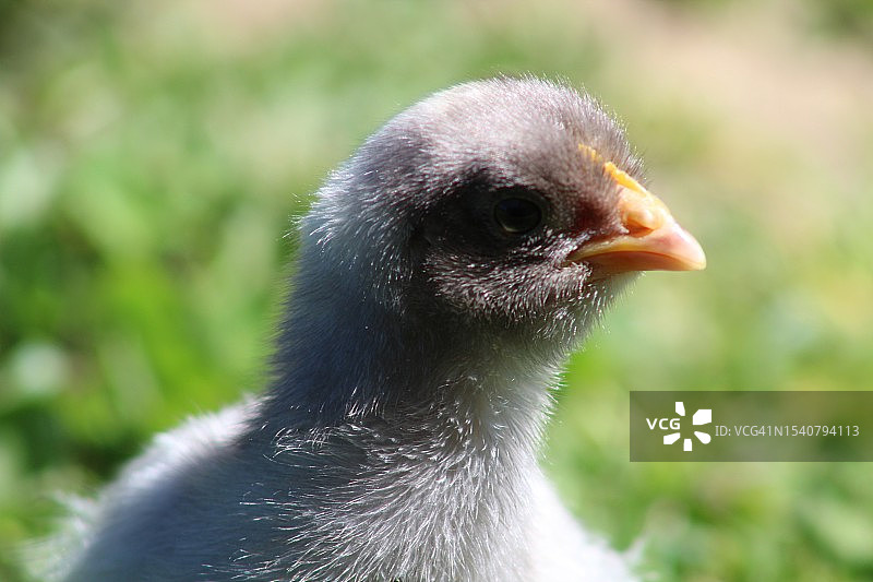 黑水鸡特写，葡萄牙沙维什图片素材