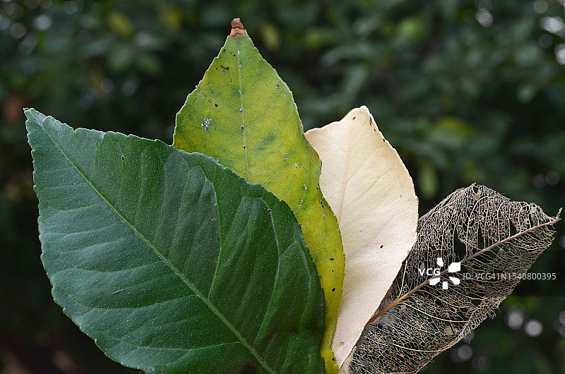 突尼斯植物叶子特写图片素材