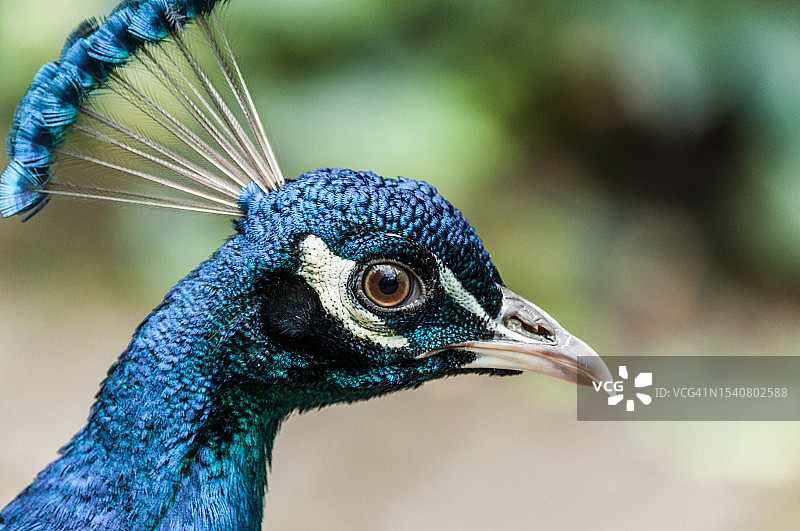 德国汉堡的孔雀特写图片素材