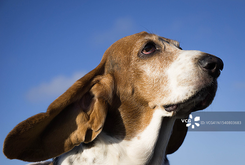 智利皮奇莱穆，蓝天下巴吉度猎犬的仰视图片素材