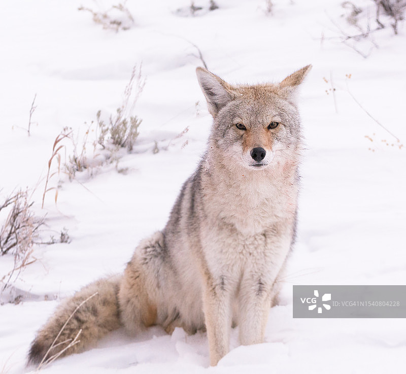 狐狸在白雪覆盖的土地上的肖像，黄石国家公园，怀俄明州，美国图片素材