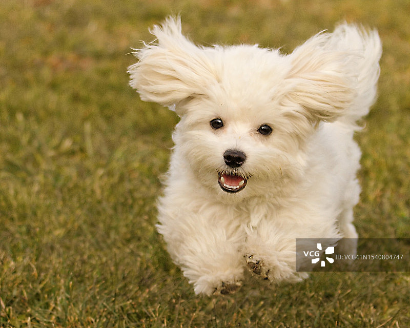 田野上的白色哈瓦那犬肖像图片素材